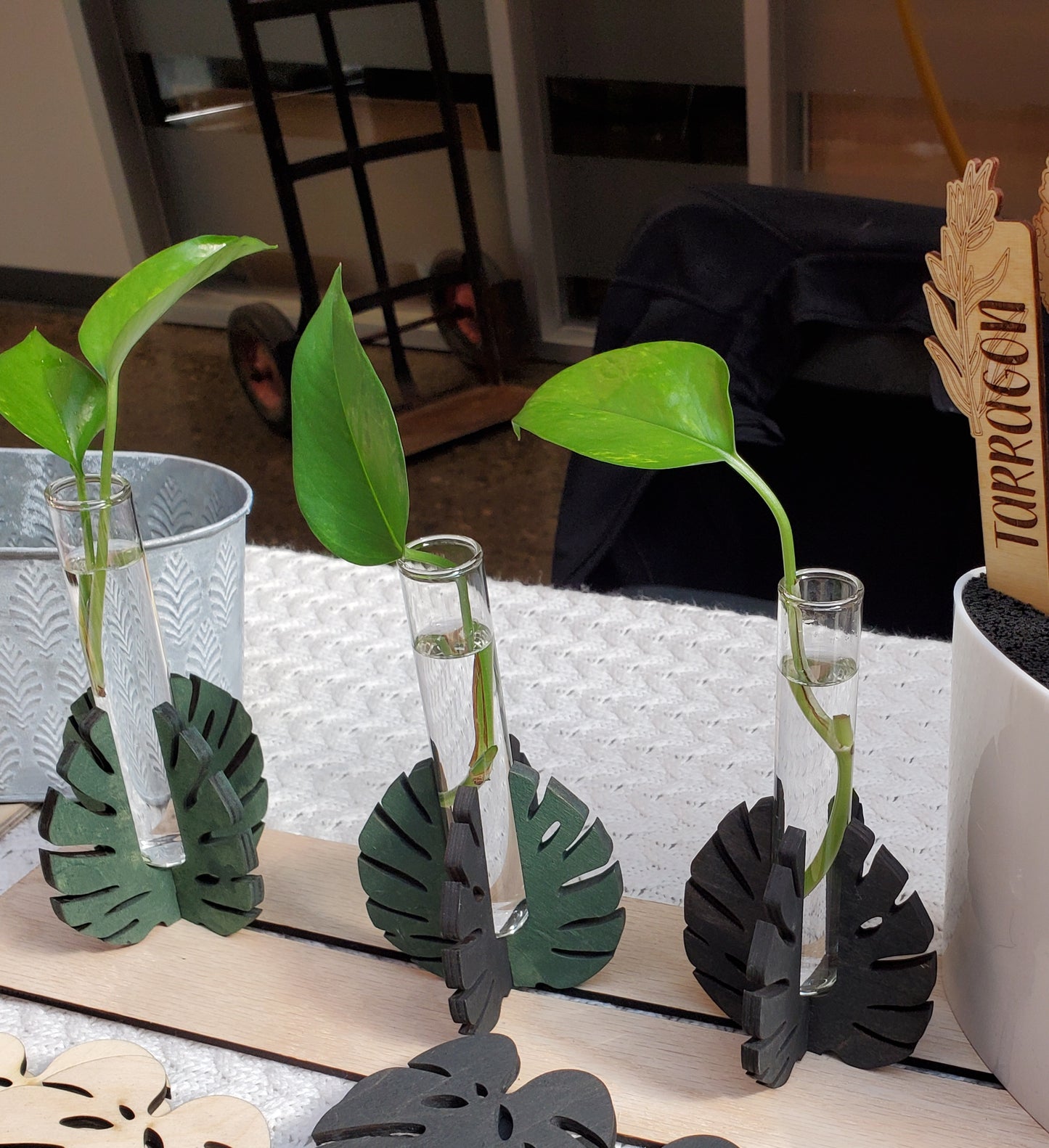 Monstera Leaf propagation stands