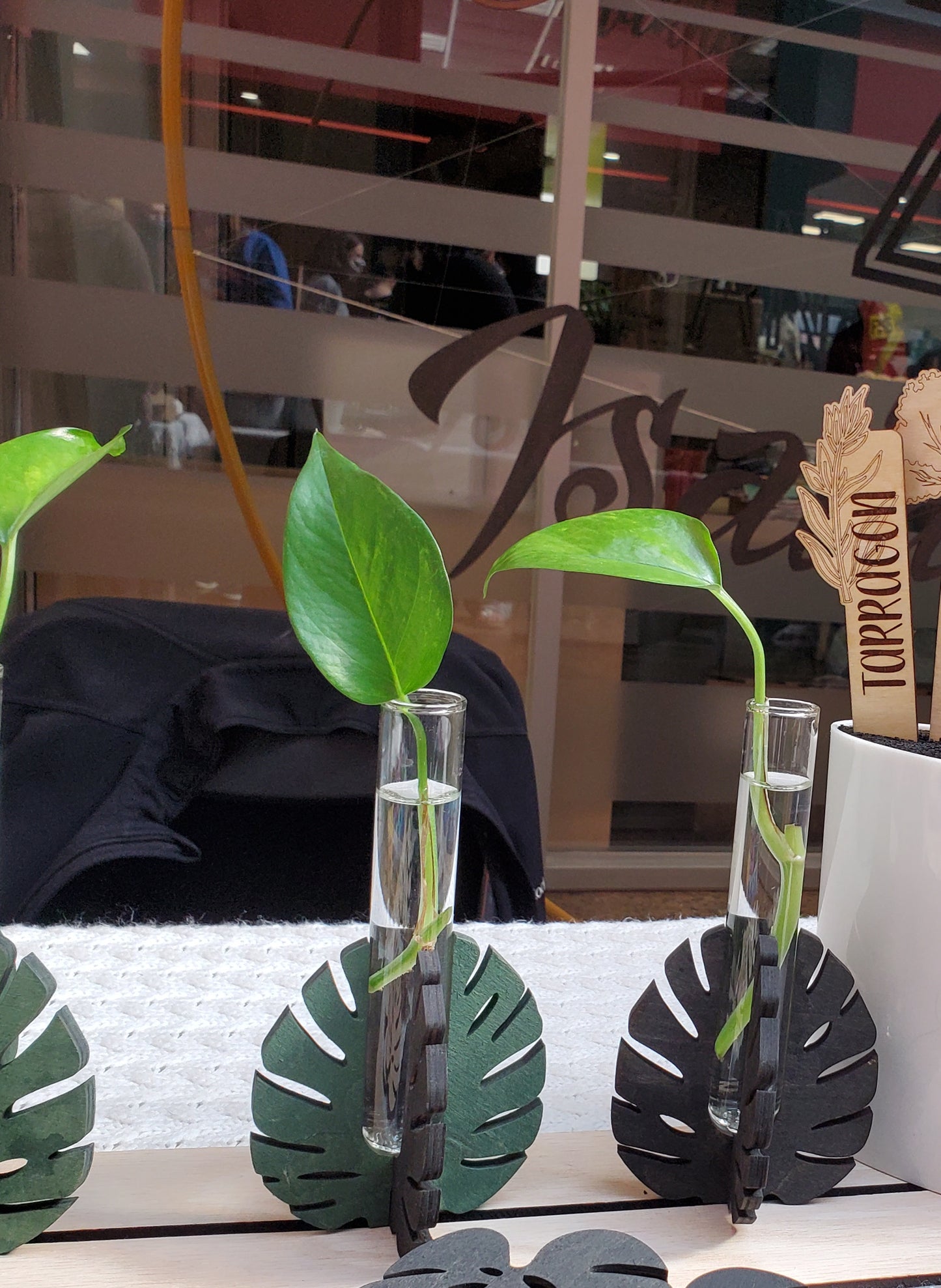 Monstera Leaf propagation stands