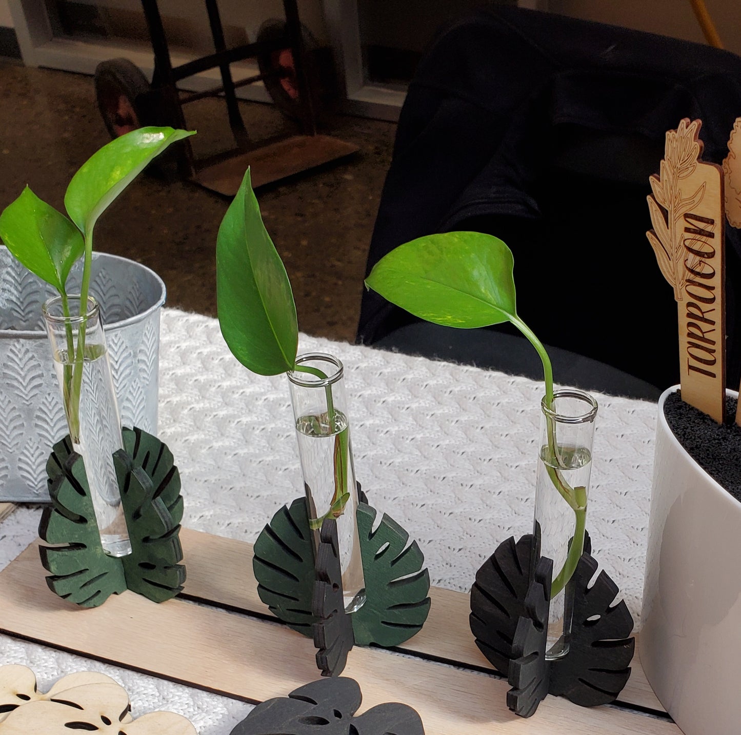 Monstera Leaf propagation stands