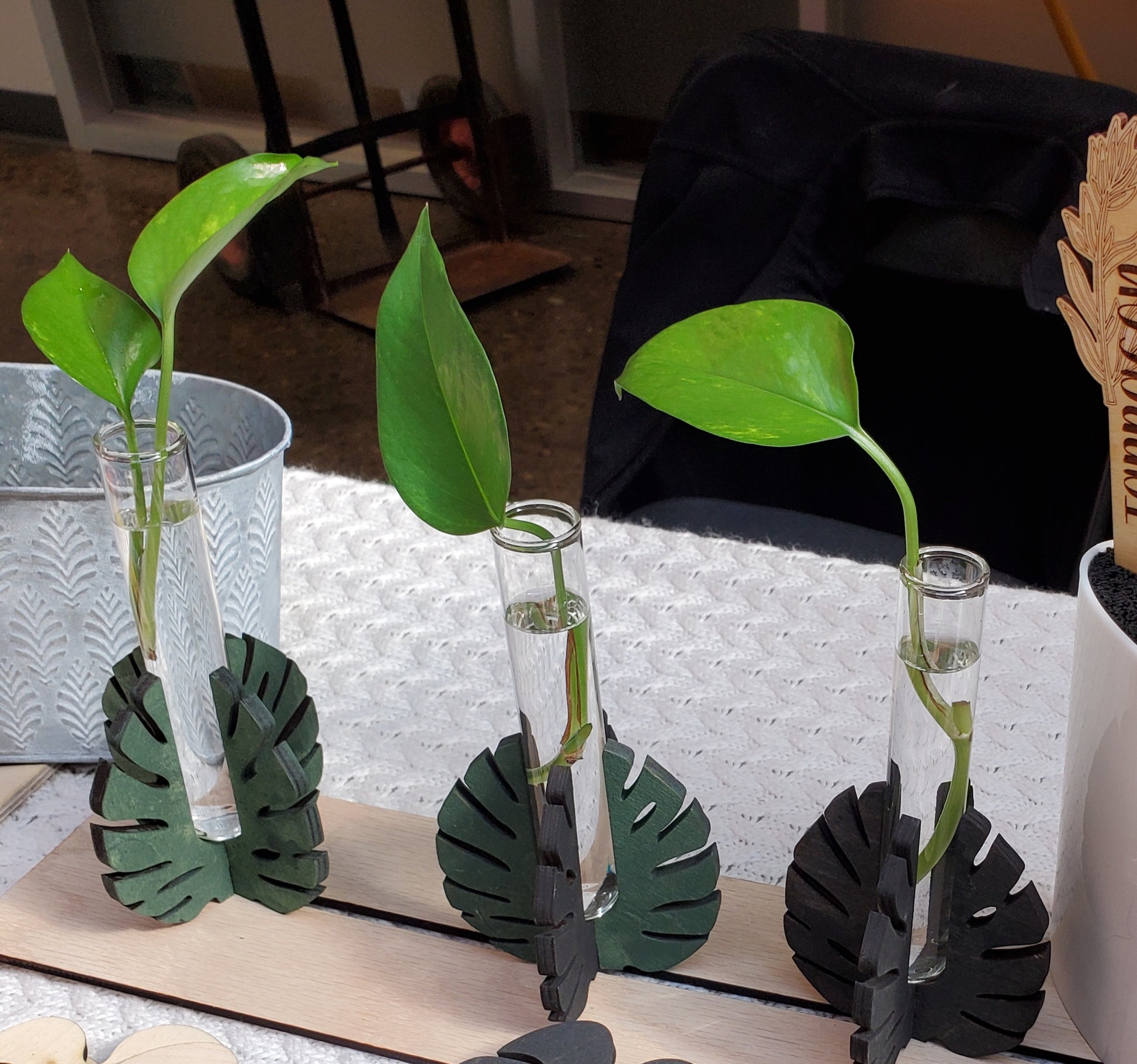 plant stand monstera Monstera Leaf propagation stands – Char & Beam